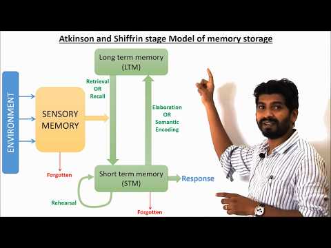 Atkinson and Shiffrin's stage model of Memory