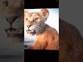 feel sad watching mufasa #shortvideo #mufasa #shorts