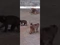 Punch-kun is so Curious with the New Born Baby #shorts #shortsyoutube #shortvideo #shortsfeed #short