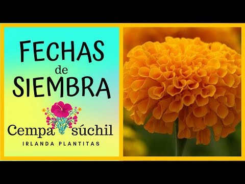 Vídeo: Crisantem: Com Plantar Una Flor A La Tardor