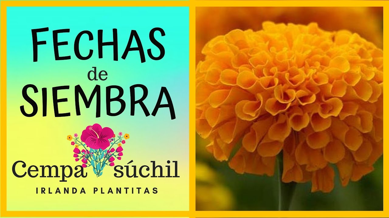 Cómo Sembrar y Germinar Flor de Cempasúchil 2//Flor de Muerto//Tagetes  Erecta//Fechas de Siembra - YouTube