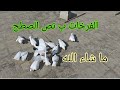 The Hunting Video Is Back 