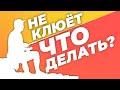 Не клюет! Что делать?