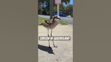 Seen this curlew bird at bus stop #youtubeshorts  #shortsvideo #australia #queensland #curlew