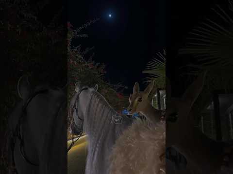 في قربك ايامي تزين مقابلك جالس مكاني