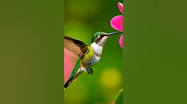 world's smallest bird#shortfeed #birds #trending #birdsounds #bird #beautifulbirds #hummingbird #ai