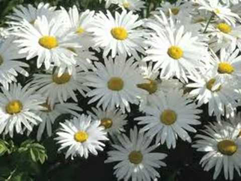 YouTubeでDaisy - David Lehrを視聴