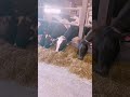 Milking cows #milkingcow #dairyindustry #dairyfarming