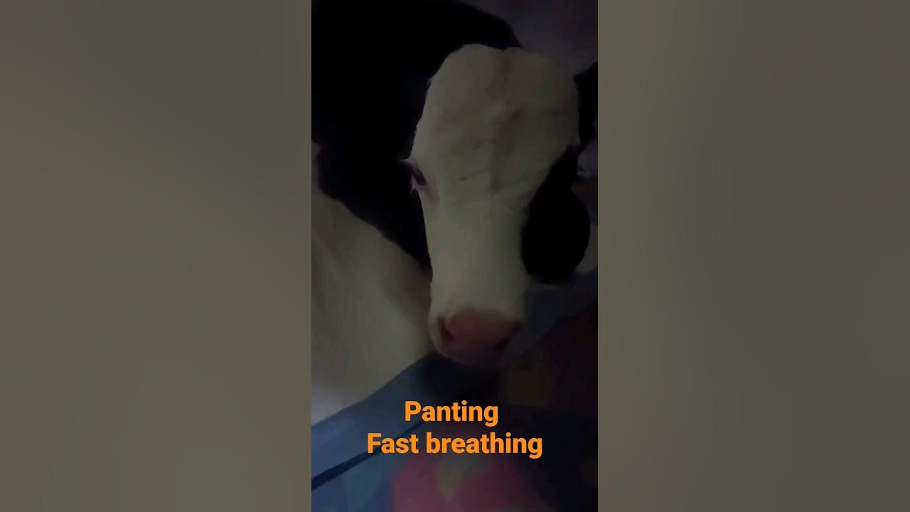 panting in calf - YouTube