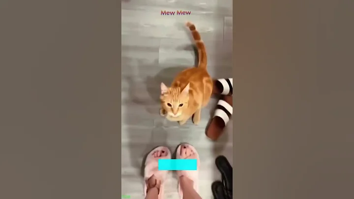 Video 6472991: cat lover kitten meowing, funny cats dogs, cats dogs sleeping