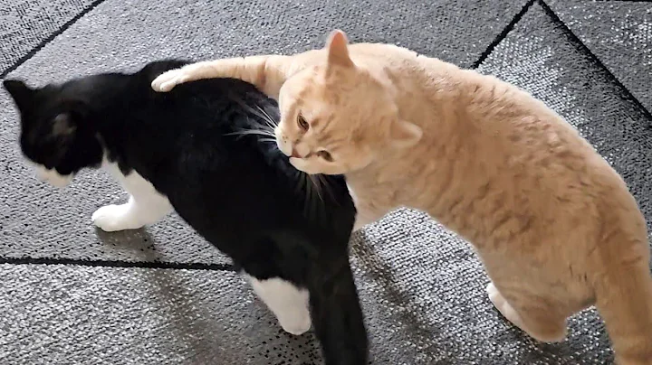 Video 10229561: british shorthair male cat, gold british shorthair male, cats hate, cat love