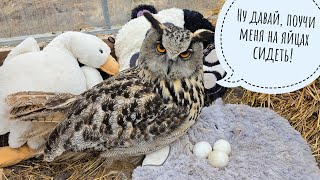 The Eagle Owl Yoll had two eggs rolled away, one was lost, and she did not even notice!