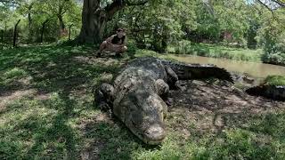 Meet Henry: The World’s Oldest Crocodile – And He’s Still Growing