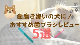 【歯磨き嫌いの犬に！】おすすめ歯ブラシレビュー５選