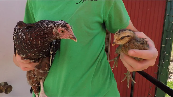 An update on all of Lydia's chickens!