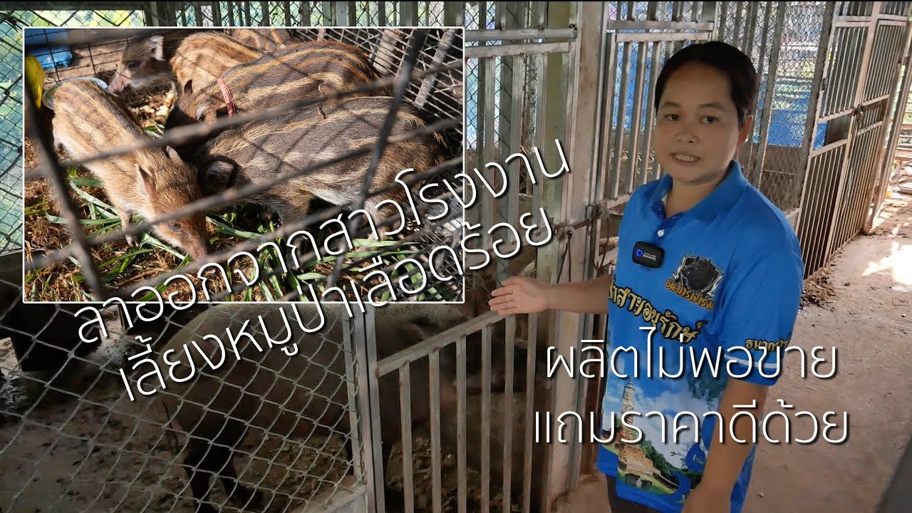 ✅ ลาออกจากสาวโรงงาน มาเลี้ยงหมูป่าเลือดร้อย ผลิตไม่พอขาย ราคาดีด้วย