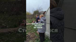 Яблоки на Урале