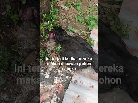 Video: Melindungi Pendebunga: Pemangsa Biasa Dan Cara Menggunakan Racun Perosak