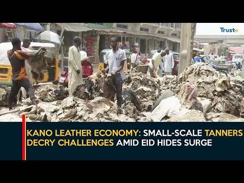 Kano Leather Economy: Small-Scale Tanners Decry Challenges Amid Eid Hides Surge