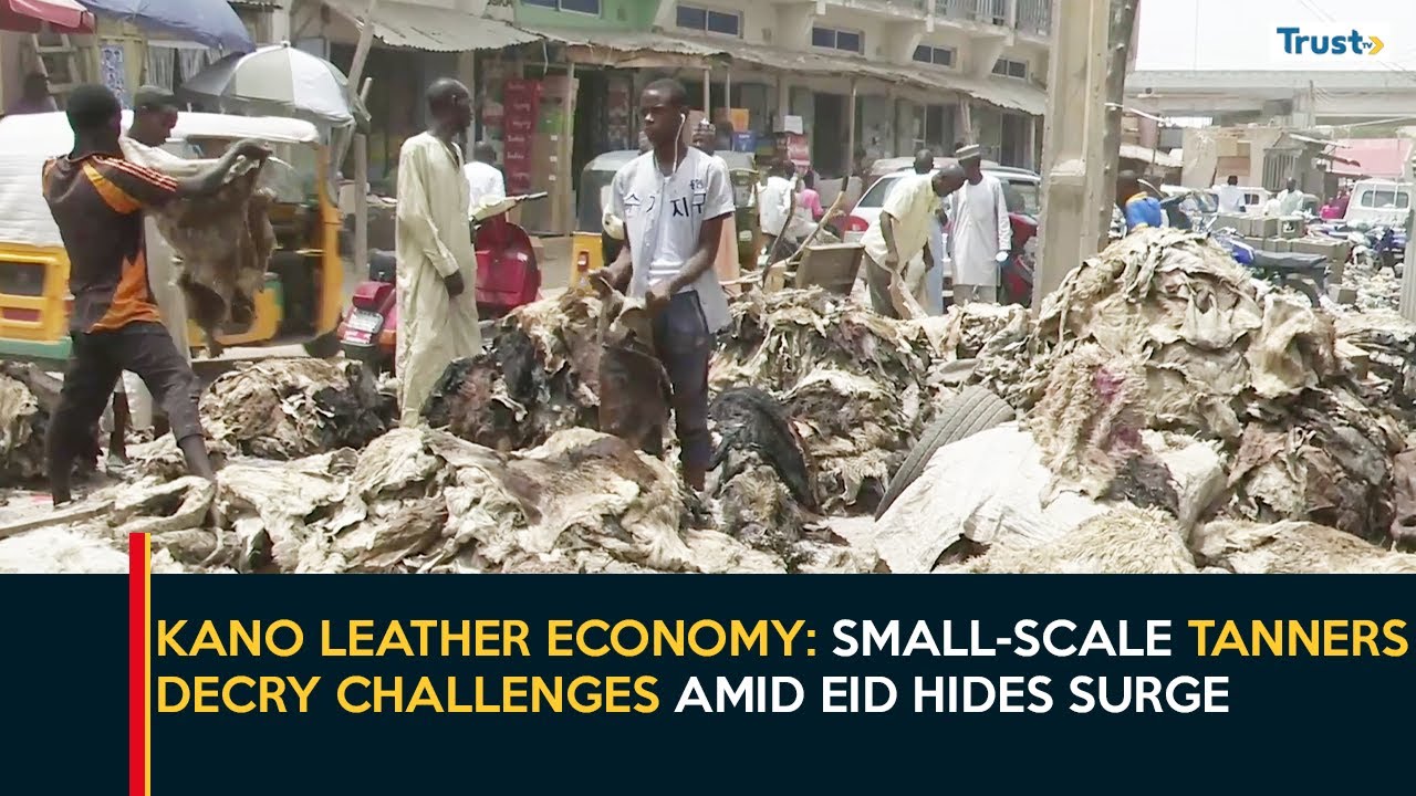 Kano Leather Economy: Small-Scale Tanners Decry Challenges Amid Eid Hides Surge