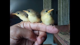TAK TERASA ANAKAN SALOME SUDAH SEBESAR INI SAATNYA KITA AJARI MAKAN VOER BASAH CAMPUR KUNING TELUR