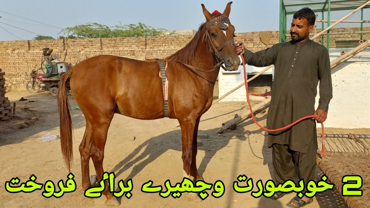 Baby horse for saleBeautiful horsechak no 71 jb sarli Faisalabad
