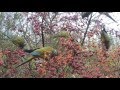 Loros barranqueros / Burrowing parrots (Cyanoliseus patagonus)