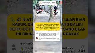 ular solo 🐍 "saya akan lawan" 🤣 #shorts #fyp #viral