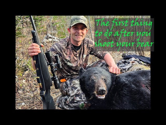 How to field dress or "gut" a bear - YouTube
