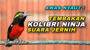 AWAS NYAUT !! TEMBAKAN KONIN GACOR FULL ISIAN TEMBAKAN MEAH KASAR COCOK UNTUK MASTERAN KOLIBRI NINJA