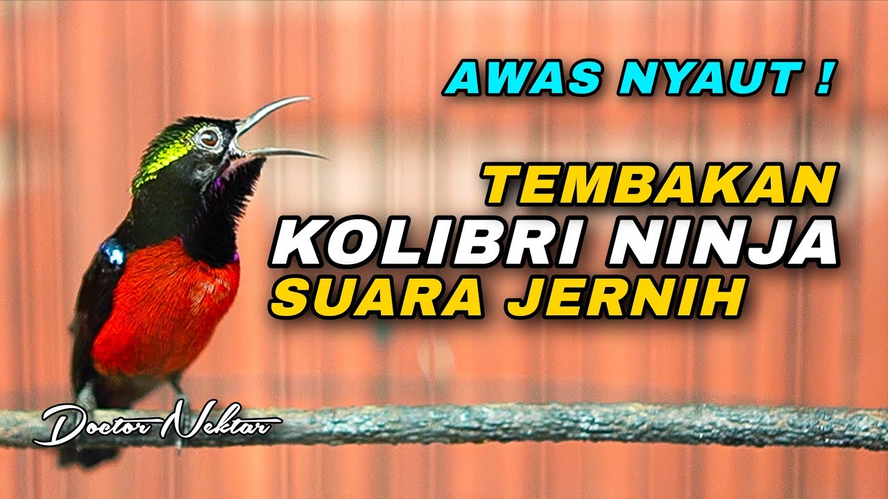 AWAS NYAUT !! TEMBAKAN KONIN GACOR FULL ISIAN TEMBAKAN MEAH KASAR COCOK UNTUK MASTERAN KOLIBRI NINJA