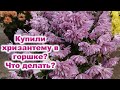 Купили шикарную хризантему в горшке? Что нужно предпринять, чтобы сохранить растение, как спасти его