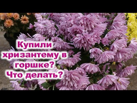 Video: Кантип досуңа поэма берүү керек