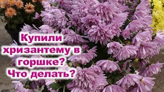 видео: Купили шикарную хризантему в горшке? Что нужно предпринять, чтобы сохранить растение, как спасти его картинка: Купили шикарную хризантему в горшке? Что нужно предпринять, чтобы сохранить растение, как спасти его