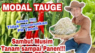 Bermodalkan Rp.2000, Tanaman kuat  Subur & Tahan Hama sampai Panen