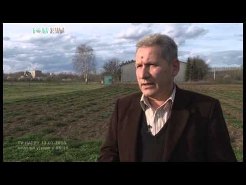 Video: Sađenje lucerne: Kako uzgajati lucernu