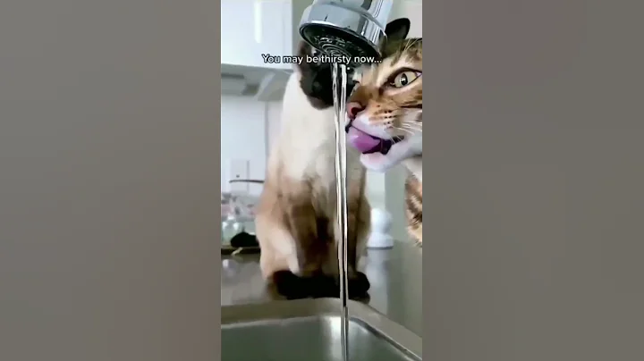 stock market is like cat drinking water