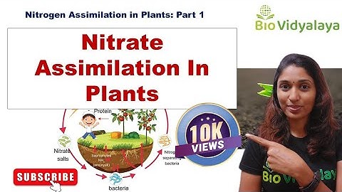 Nitrogen Metabolism : Nitrate Assimilation in Plants | Plant Physiology | CSIR NET / GATE