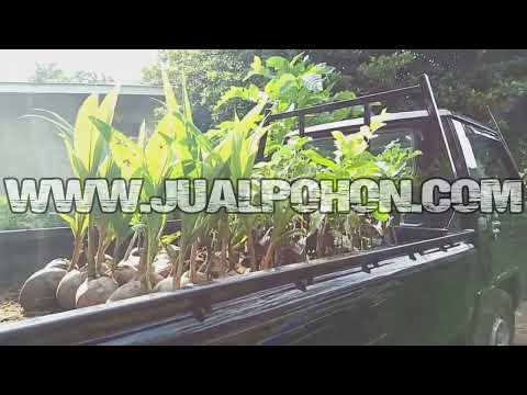 Jual Pohon Buah Kelapa Genjah Entog dan Berbagai Macam Bibit Buah Lainnya Siap Dikirim