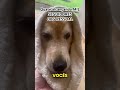 Vamos acreditando #goldenretriever #pets #cachorros #funnydogs #golden 2 meses de canal