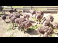 Struccok, ostriches