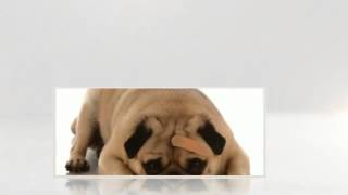 Veterinary Tech Salary