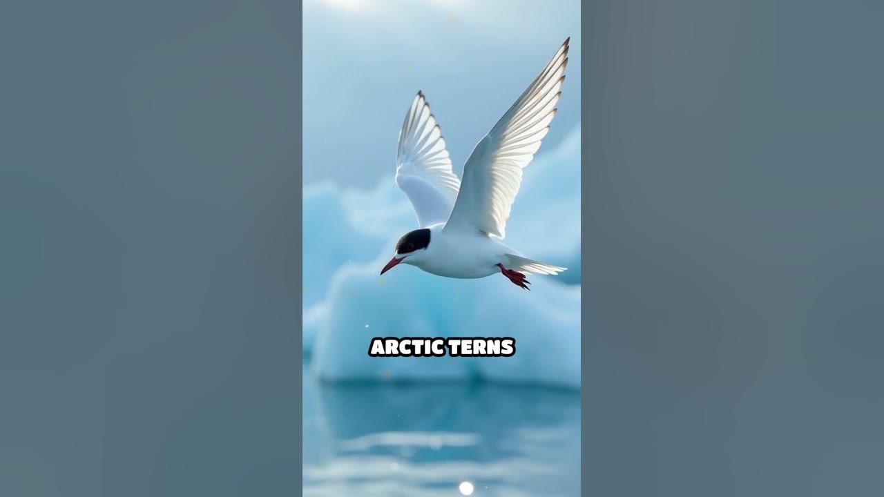 Why Do Birds Migrate Thousands Of Miles