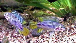 Apistogramma Borellii, Pflege Und Zucht Im Aquarium