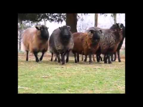 speaking, opinion, sex mother teaches daughter orgy agree, this