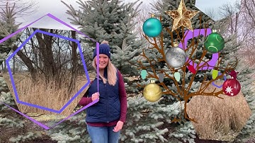 Coniferous Vs  Deciduous Trees