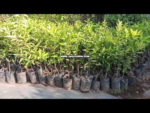 Bibit Jeruk Nagami Berkualitas Tinggi Siap Tanam!