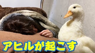 今日のお姉さんを起こす当番はアヒルです。果たして起きるのか？！
