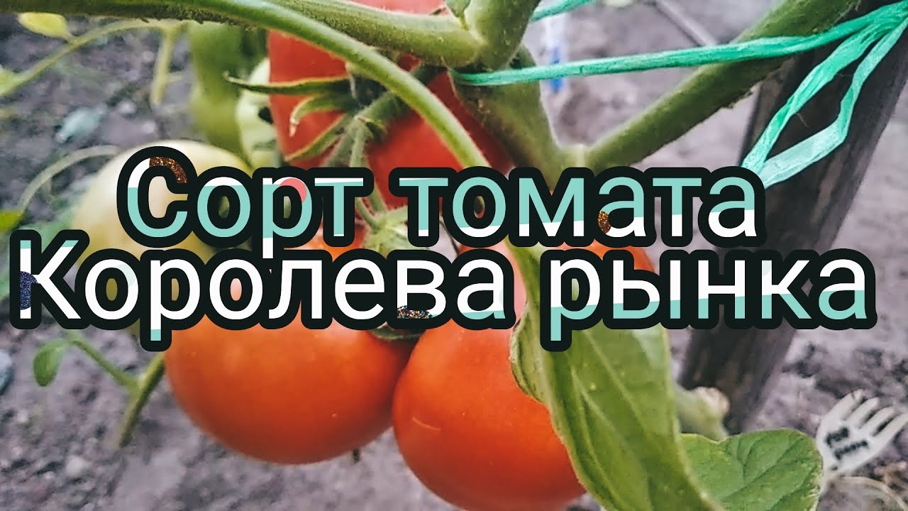 Сорт томата Королева рынка / Высокорослый, урожайный сорт помидор - YouTube