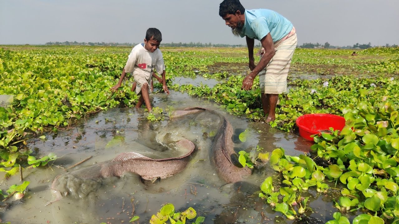 Best catfish searching & catching technique by hand in river side YouTube